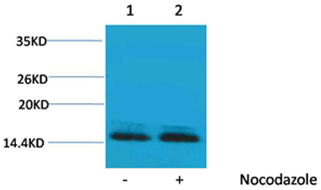 Rabbit Polyclonal Antibody to Histone H2B(Phospho-Ser14) Rabbit