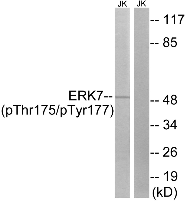 Rabbit Polyclonal Antibody to ERK8 (Phospho-Thr175/Tyr177)