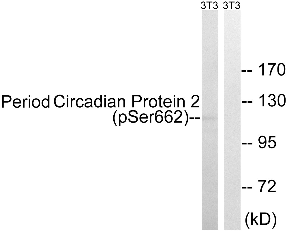 Rabbit Polyclonal Antibody to Period Circadian Protein 2 (Phospho-Ser662)