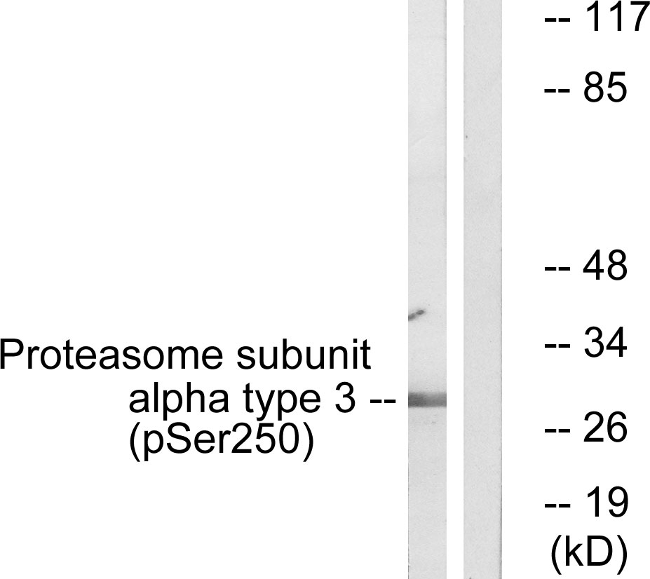 Rabbit Polyclonal Antibody to Proteasome α3 (Phospho-Ser250)
