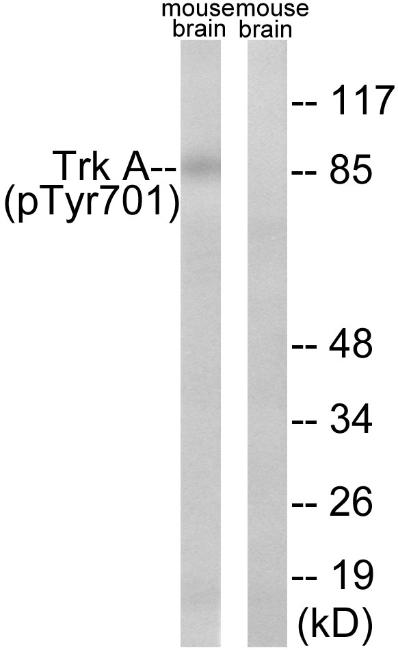 Rabbit Polyclonal Antibody to Trk A (Phospho-Tyr701)