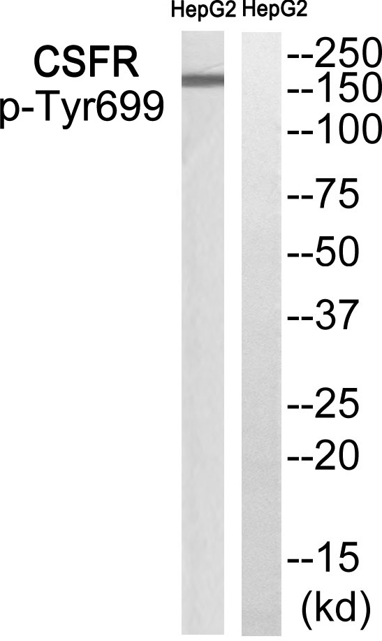 Rabbit Polyclonal Antibody to CSFR (Phospho-Tyr699)
