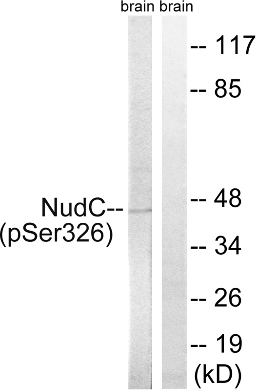 Rabbit Polyclonal Antibody to NudC (Phospho-Ser326)