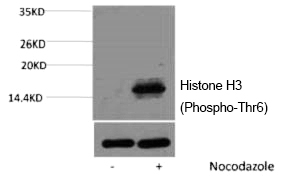 Rabbit Polyclonal Antibody to Histone H3 (Phospho-Thr6)