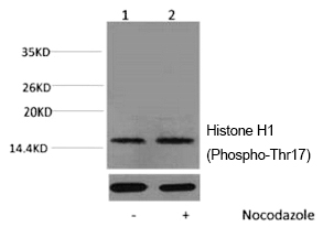 Rabbit Polyclonal Antibody to Histone H1 (Phospho-Thr17)
