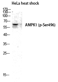 Rabbit Polyclonal Antibody to AMPKα1 (Phospho-Ser496)