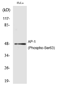 Rabbit Polyclonal Antibody to AP-1 (Phospho-Ser63)