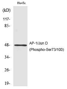 Rabbit Polyclonal Antibody to AP-1/Jun D (Phospho-Ser73/100)