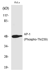 Rabbit Polyclonal Antibody to AP-1 (Phospho-Thr239)