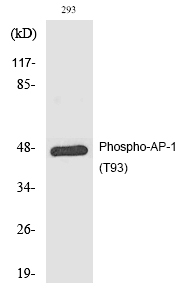 Rabbit Polyclonal Antibody to AP-1 (Phospho-Thr93)