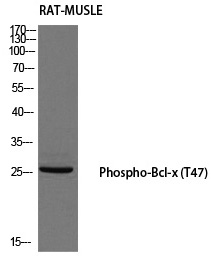 Rabbit Polyclonal Antibody to Bcl-x (Phospho-Thr47)