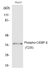 Rabbit Polyclonal Antibody to C/EBP β (Phospho-Thr235)