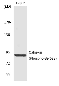 Rabbit Polyclonal Antibody to Calnexin (Phospho-Ser583)