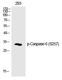 Rabbit Polyclonal Antibody to Caspase-6 (Phospho-Ser257)