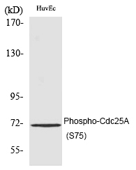 Rabbit Polyclonal Antibody to Cdc25A (Phospho-Ser75)