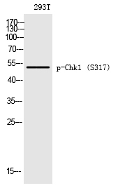 Rabbit Polyclonal Antibody to Chk1 (Phospho-Ser317)