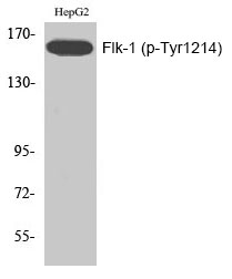 Rabbit Polyclonal Antibody to Flk-1 (Phospho-Tyr1214)
