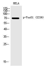 Rabbit Polyclonal Antibody to FoxO1 (Phospho-Ser256)