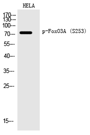 Rabbit Polyclonal Antibody to FoxO3A (Phospho-Ser253)