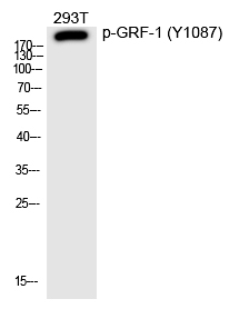 Rabbit Polyclonal Antibody to GRF-1 (Phospho-Tyr1087)