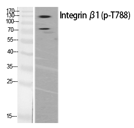 Rabbit Polyclonal Antibody to Integrin β1 (Phospho-Thr788)