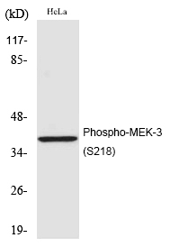 Rabbit Polyclonal Antibody to MEK-3 (Phospho-Ser218)