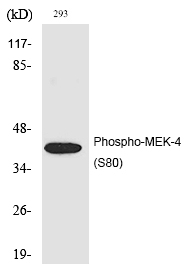 Rabbit Polyclonal Antibody to MEK-4 (Phospho-Ser80)