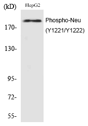 Rabbit Polyclonal Antibody to Neu (Phospho-Tyr1221/Tyr1222)