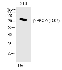Rabbit Polyclonal Antibody to PKC δ(Phospho-Thr507)