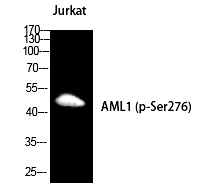 Rabbit Polyclonal Antibody to RUNX1 (Phospho-Ser249)