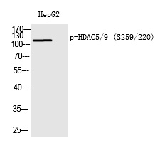 Rabbit Polyclonal Antibody to HDAC5/9 (Phospho-Ser259/220)