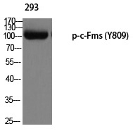 Rabbit Polyclonal Antibody to c-Fms (Phospho-Tyr809)