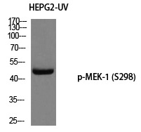 Rabbit Polyclonal Antibody to MEK-1 (Phospho-Ser298)