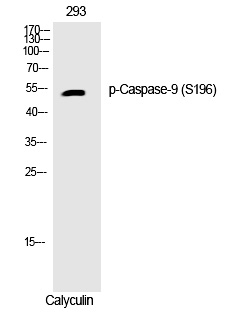 Rabbit Polyclonal Antibody to Caspase-9 (Phospho-Ser196)