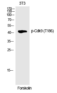Rabbit Polyclonal Antibody to Cdk9 (Phospho-Thr186)