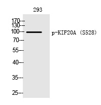 Rabbit Polyclonal Antibody to KIF20A (Phospho-Ser528)