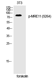 Rabbit Polyclonal Antibody to MRE11 (Phospho-Ser264)