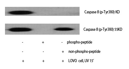 Rabbit Polyclonal Antibody to Caspase-8 (Phospho-Tyr380)