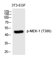 Rabbit Polyclonal Antibody to MEK-1 (Phospho-Thr386)