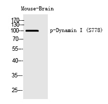 Rabbit Polyclonal Antibody to Dynamin I (Phospho-Ser778)