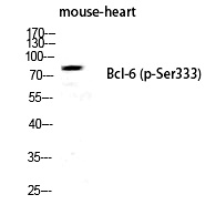 Rabbit Polyclonal Antibody to Bcl-6 (Phospho-Ser333)