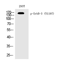 Rabbit Polyclonal Antibody to ErbB-3 (Phospho-Tyr1197)