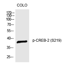 Rabbit Polyclonal Antibody to CREB-2 (Phospho-Ser219)