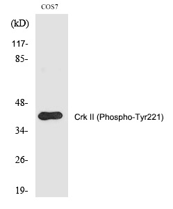 Rabbit Polyclonal Antibody to Crk II (Phospho-Tyr221)