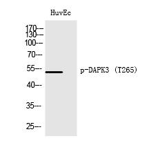 Rabbit Polyclonal Antibody to DAPK3 (Phospho-Thr265)