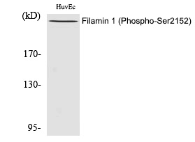Rabbit Polyclonal Antibody to Filamin 1 (Phospho-Ser2152)