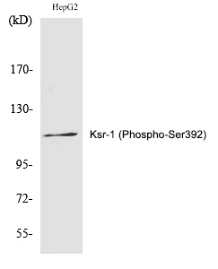 Rabbit Polyclonal Antibody to Ksr-1 (Phospho-Ser392)