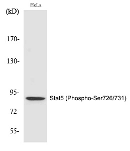 Rabbit Polyclonal Antibody to Stat5 (Phospho-Ser726/731)