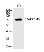 Rabbit Polyclonal Antibody to Syk (Phospho-Tyr348)
