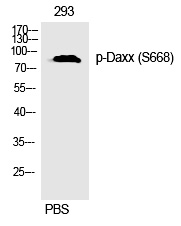 Rabbit Polyclonal Antibody to Daxx (Phospho-Ser668)